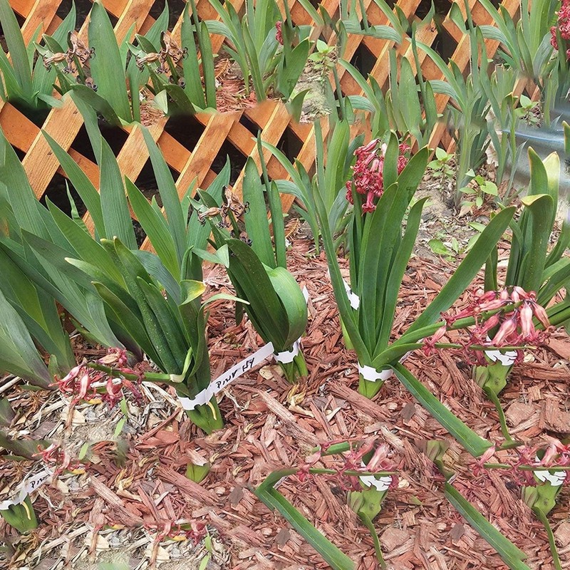 81qsvcXAAtL._AC_SL1500_